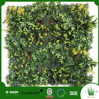 Iekštelpu sienas efeja